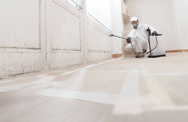 Black mold remediation team in Wharton